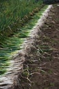 Harvesting Japanese leek