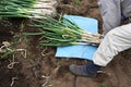 Harvesting Japanese leek