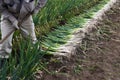 Harvesting Japanese leek