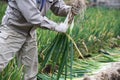 Harvesting Japanese leek