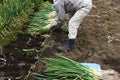 Harvesting Japanese leek