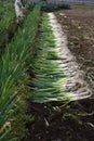 Harvesting Japanese leek