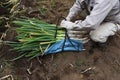Harvesting Japanese leek