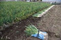 Harvesting Japanese leek