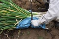 Harvesting Japanese leek