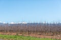 Farm landscape with espalier fruit trees