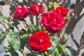 A large field of Ingrid Bergman Rose on the farm Royalty Free Stock Photo