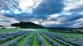Farm lavender field drone aerial farming magic scenic sunset Lavandula angustifolia growing purple true English flower