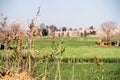 A Farm with leafs