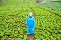 Farm lettuce on a rainy day Royalty Free Stock Photo