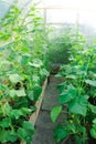 Farm life, growing vegetables in the greenhouse. how to grow cucumbers. seedlings, planting