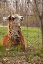 Singing llama