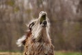Singing llama