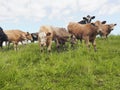 Farm life, shot of cattle in the field