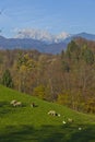 Farm life under the mountains Royalty Free Stock Photo