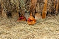 Farm lifestyle in the countryside, hens incubate eggs on a pile of straw in agriculture. Two red bright hen against a background Royalty Free Stock Photo