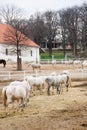 Farm with Lipizaner horses