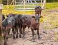 Farm livestock. Brown calfs in the barn on farm in countryside Royalty Free Stock Photo