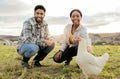 Farm, livestock and portrait of a couple with a chicken on an agriculture, sustainable and green field. Poultry, eco