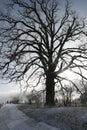 Farm Living Winter Season 2021 IV Royalty Free Stock Photo