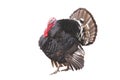 Farm male turkey Royalty Free Stock Photo