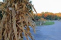Farm market displaying its fall pumpkins, mums, and corn shocks Royalty Free Stock Photo