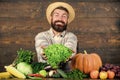 Farm market harvest festival. Man mature bearded farmer hold vegetables wooden background. Sell vegetables. Local market Royalty Free Stock Photo