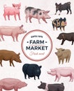 Farm Market Pigs Advertising Poster