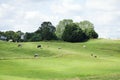 Farm Meadow With Cow