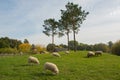 Sheeps on green grass