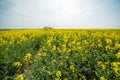 Farm in the middle of blossoming fields in southern Bulgaria Royalty Free Stock Photo