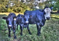 Farm mother cow and calves