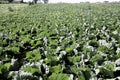 Farm Mountain cabbage, cabbage head in a garden