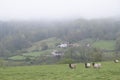 A farm in Navarra in the Baztan valley, near the Basque country, with a latxa breed sheep with plenty of wool, a forest in a hill Royalty Free Stock Photo