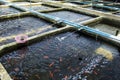 Farm nursery Ornamental fish freshwater in Recirculating Aquaculture System. Royalty Free Stock Photo