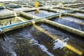 Farm nursery Ornamental fish freshwater in Recirculating Aquaculture System.