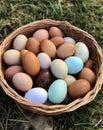 Farm organic easter food. Chicken eggs in basket. Generative AI