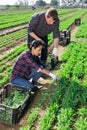 Farm owner gives instructions to the hired worker on the field