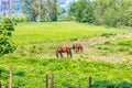 Farm parcel with two brown horses grazing on green grass between fences Royalty Free Stock Photo