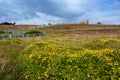 Farm with picket fence under stormy skies. Yellow daisies shaking under the strong wind in the foreground