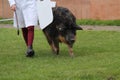 Farm Pig on Display.