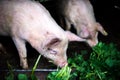 Farm piglets eating grass in the countryside