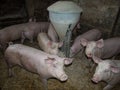 Farm pigs eating