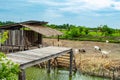 Farm pigs and goats water surrounds the independent type.