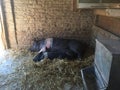 Farm pigs sleeping Royalty Free Stock Photo