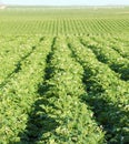 A farm field growing Idaho potatoes. Royalty Free Stock Photo