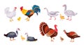 Farm poultry, domestic birds family, hen and rooster. Turkey with chick. Cartoon geese, ducks, duckling and chicken