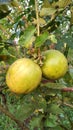 Farm Private lemon orchard, nice farm of lombok plants of collaboration with chili for medical drink Royalty Free Stock Photo