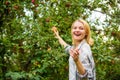 Farm produce organic natural product. Girl rustic style gather apples harvest garden autumn day. Farmer picking ripe Royalty Free Stock Photo