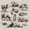 Farm products and alpine cows big set hand drawn in a graphic style. Vintage vector engraving illustration for poster